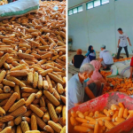 UPTD BBTPH Sulbar Perkuat Swasembada Jagung