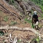 Diguyur Hujan Deras, Jalan Poros Pangandaran–Burana Lumpuh Akibat Longsor
