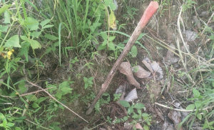 Kades Bombong Lambe Angkat Bicara Perihak Dugaan Korupsi Program Agroforestry Tahun 2025