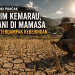 Puncak Kemarau, Persawahan di Mamasa Terdampak Kekeringan, Ini Langkah Dinas Pertanian