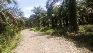 Harga TBS Sawit Sulbar Desember 2025 Capai Rp 3 Ribu Per Kg