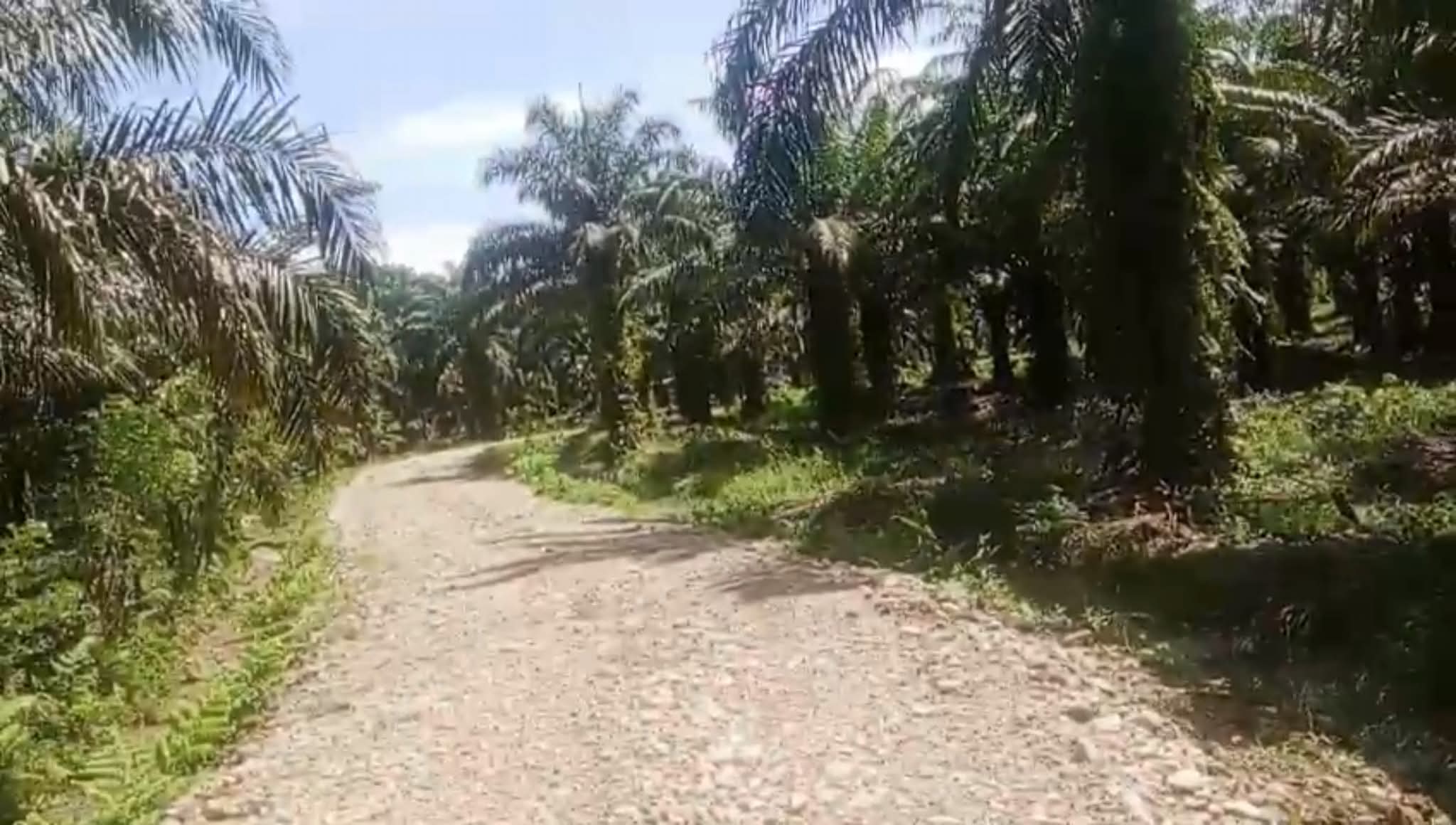 Harga TBS Sawit Sulbar Desember 2025 Capai Rp 3 Ribu Per Kg