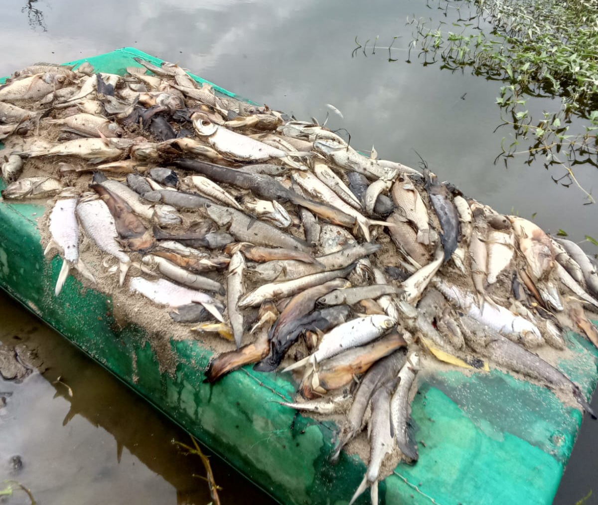 “Mati Ikan” Limbah Pabrik Sawit Terus Mengalir Kebijakan “Tergantung”