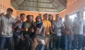 Peternak Kambing di Polman Fokus Pada Pakan dan Pemeliharaan