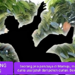 Seorang Pria di Mamuju Tewas Jatuh dari Pohon Durian