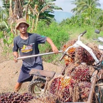 Petani Mamuju Tengah Keluhkan Harga TBS Sawit Tak Sesuai Penetapan Dinas Perkebunan