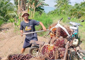 Petani Mamuju Tengah Keluhkan Harga TBS Sawit Tak Sesuai Penetapan Dinas Perkebunan
