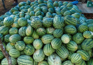 Dongkrak Ekonomi Desa, Pemdes Salubulo Panen Perdana 2 Ton Semangka