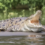 Lolos dari Maut, Warga Polman Diserang Buaya Saat BAB di Sungai