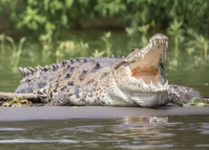Lolos dari Maut, Warga Polman Diserang Buaya Saat BAB di Sungai