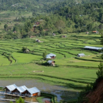 Sepanjang Tahun 2025, Wisata Desa Tondok Bakaru Sumbang PAD Rp 100,9 Juta