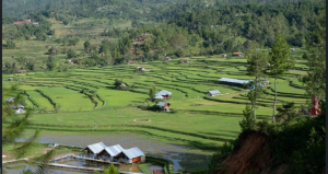 Sepanjang Tahun 2025, Wisata Desa Tondok Bakaru Sumbang PAD Rp 100,9 Juta