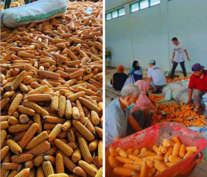UPTD BBTPH Sulbar Perkuat Swasembada Jagung
