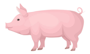 Sektor Peternakan Babi di Mamasa Berpotensi Tinggi, DPRD Desak Intervensi Anggaran dan Kolaborasi Pusat