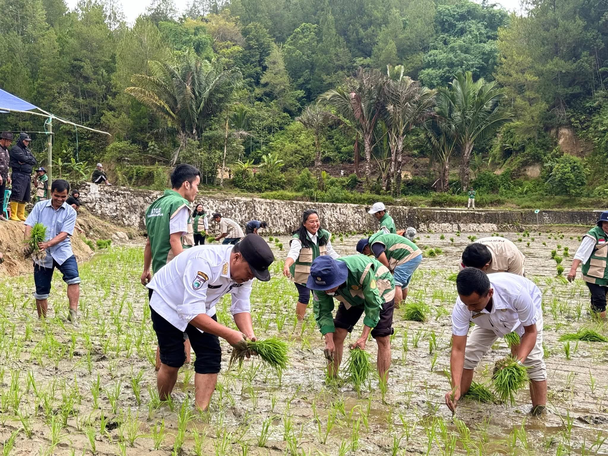 Bupati Mamasa Hadiri Penanaman Padi Serentak di Sindagamanik