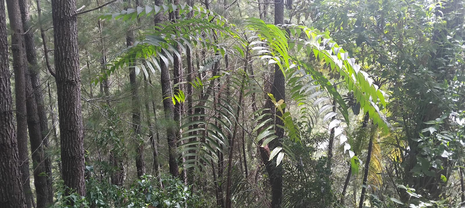 RHL Rp1,6 Miliar di Mamasa Diduga Gagal, Hanya 30 Persen Tanaman Hidup