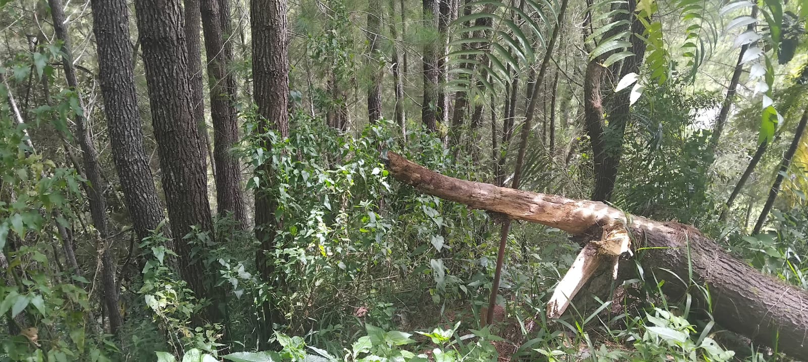 Proyek Agroforestri Rp1,6 Miliar di Mamasa Tuai Polemik, Kades Sebut Realisasi Tak Sesuai Kesepakatan