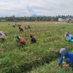 Panen Raya Bawang Merah di Kalukku, Bukti Nyata Keberhasilan Program Pemprov Sulbar
