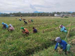 Panen Raya Bawang Merah di Kalukku, Bukti Nyata Keberhasilan Program Pemprov Sulbar