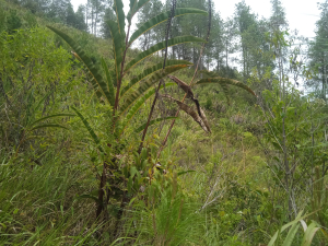 Program Wanatani BPDAS Sulsel di Mamasa Diduga Gagal, ada Aroma Laporan Fiktif