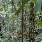 2 Pekan Hilang di Hutan Botteng, Sakir Masih Dicari