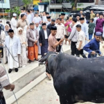 Presiden Prabowo Salurkan Sapi Kurban Jumbo 1 Ton untuk Warga Majene