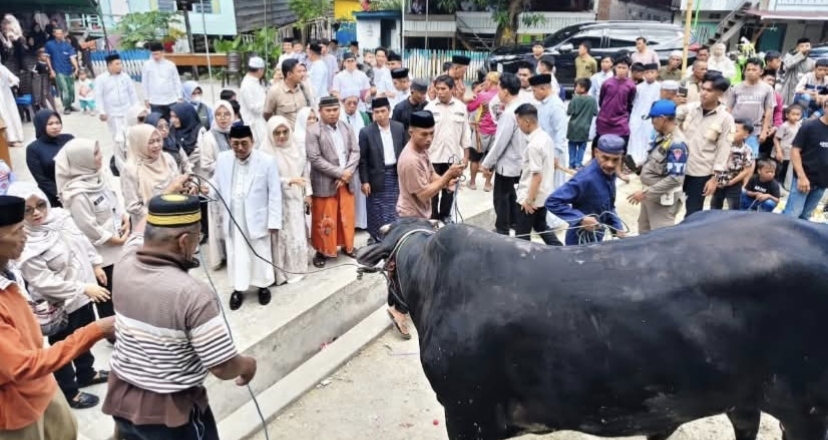 Presiden Prabowo Salurkan Sapi Kurban Jumbo 1 Ton untuk Warga Majene