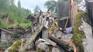 Dua Rumah Warga Ambruk Tertimpa Pohon Beringin Tumbang di Mamasa   