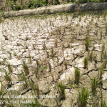 Kemarau Melanda, 8 Hektare Sawah Petani Mehalaan Barat Terancam Gagal Panen