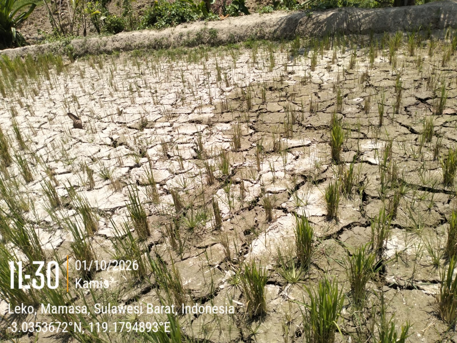 Kemarau Melanda, 8 Hektare Sawah Petani Mehalaan Barat Terancam Gagal Panen